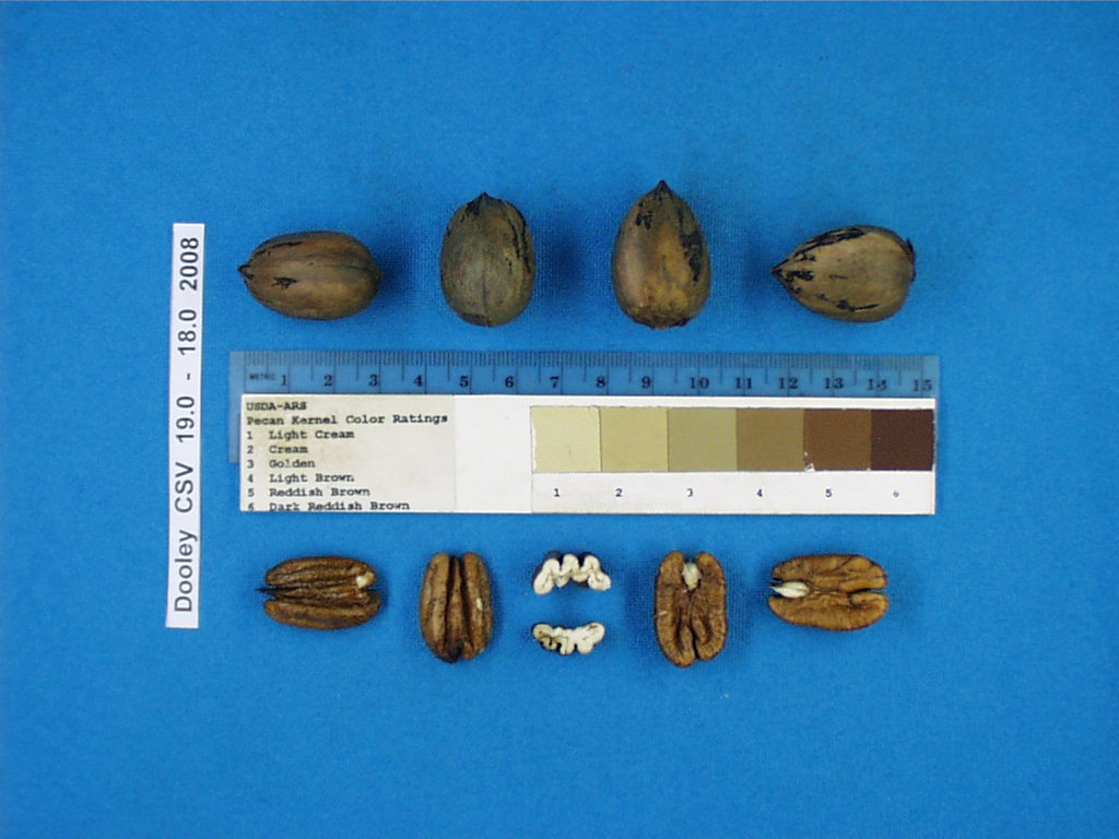 Click for 1 image(s) for this accession. Image